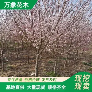 ���س��� ɽ�� ��԰����������ľ С���쾰�̻���