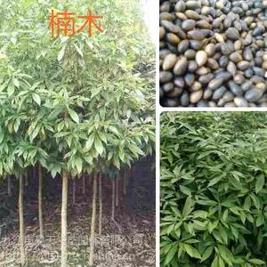 昊天园林一级闽楠苗木直供价格
