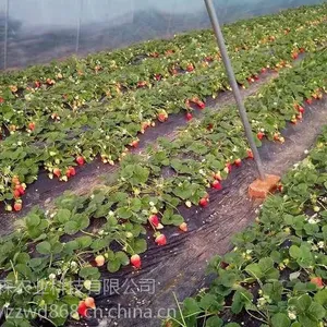 ***功效叶面肥作物增产抗病液肥 碧格