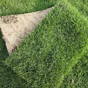 湖南草皮