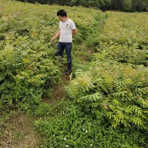 �㴻�磬�����㴻�磬��