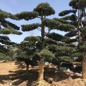 ���������޺��ɳ��۾�����������������Ӧ����ǿ�߳ɻ���