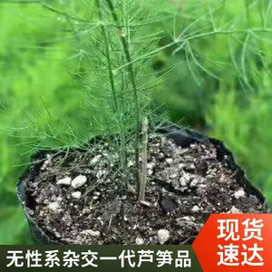 北京通州鑫航育 6 号 F1 芦笋种子 无性系杂交一代 基地直供全市批发