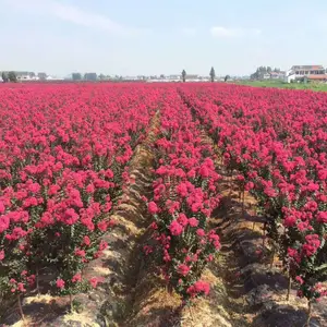 ���ճ�����ľ���ش�����Ӧ�����������ޱ