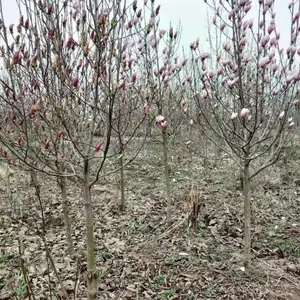 6���ֺ������۸�