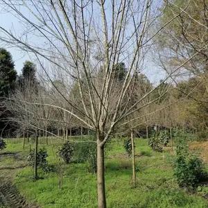 �Ĵ��������Ĺ�Ӧ���أ��߸˺�������8���ֱ������ļ� ��
