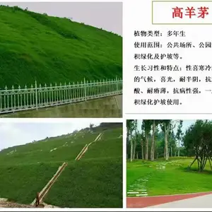 金昌常青草种草籽专卖批发山体护坡草种草种籽