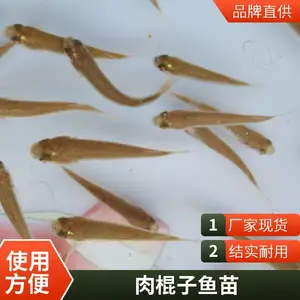 支鱼苗产地直发 骨刺少 肉质鲜嫩 成活*** 生长速度快 空运全国