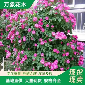 �໨�޴�Ǿޱ �д� ���� �ٱ��¼�������ֲ�� ǽ������ۻ��̻�