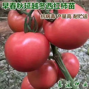 �紺����Խ��ר���������� ������ ���ӹ���ר���������� Խ����������