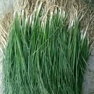 众协药材 知母苗子***格/哪里有卖知母种苗多少钱斤