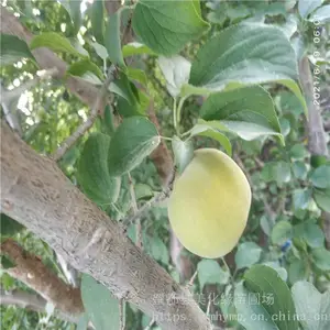 ����Ե ��÷�۸� ÷�ӹ� �����ȫ