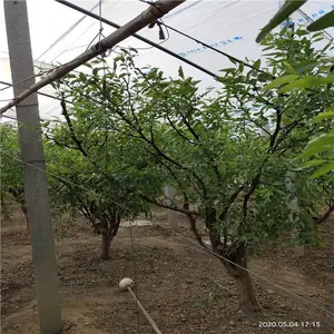 ��«������ 9����Ѯ���� ����ߴ� Ʒ��� ɽ���￥԰�ճ�