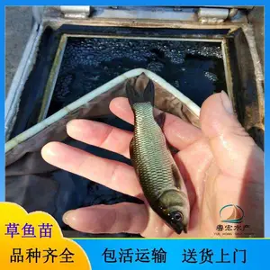 �˹���ֳ��˿������ �Ĵ糬������� �������� ��������