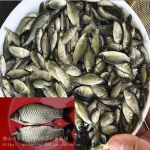 �࿲ ���� ���Ӱ�������,�߱�������,�����糧��