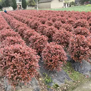 红叶石楠球,红叶石楠,红叶石楠球批发,红叶石楠球基地