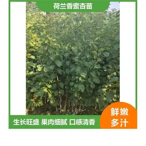 烟台杏树苗价格_2公分杏树苗