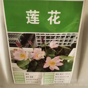 �����²�ˮ��ֲ������ �������� ��ѿ*** �۸���� ***