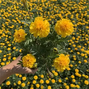 求购红黄草基地 山东春泥园艺 存活***的红黄草