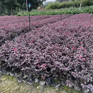 上饶红花继木球 枝叶的萌生性强 繁殖生长快绿化工程苗