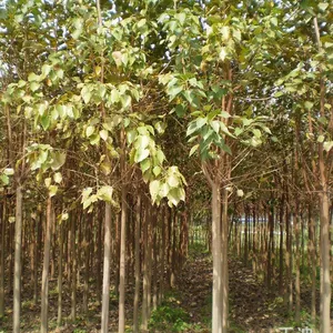 供应6-20公分菩提树 大规格菩提榕 漳州菩提树苗价格 园林行道绿化