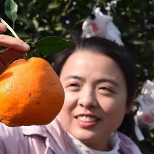 春见耙耙柑一件代发产地直发