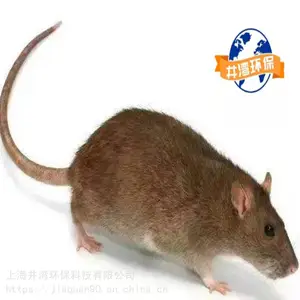 金桥逮老鼠 家庭灭鼠 学校灭蟑螂跳蚤 快速上门服务