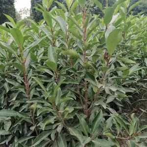 �Ĵ���ľ���س��۷����������� ��1.5�� 18�� 16������