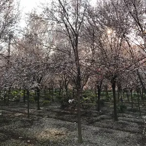 成都红叶李基地 四川红叶李苗木报价 绿化苗木供应红叶李 名川园艺场低价出售红叶李 红叶李苗木供应
