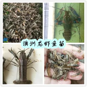 �»��������������С��Ϻ����-����Ϻ������-С��Ϻ���繩Ӧ
