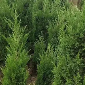 ���֦ ������������������ ��������� ������Ӧ