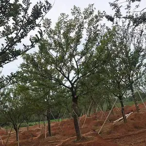 朴树 丛生朴树景观树 园林绿化景观树