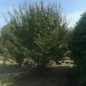 Դ����ľ ��Ӧ������ޱ ��ޱС�� ��ޱ���� СҶ��ޱ �̻���ľ