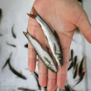 ��ˮ�������� �������� �����ֳ��ѩ��