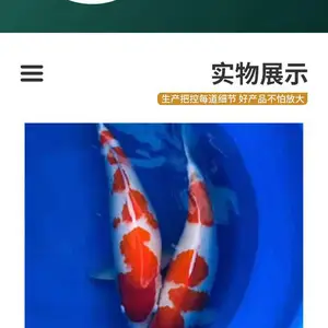 大型观赏锦鲤 义力家庭农场人工养殖可基地现场挑鱼
