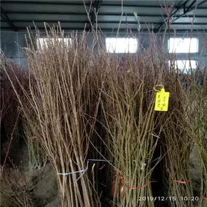 2020年李子苗***批发 ***李子苗大量出售 2年李子树苗基地