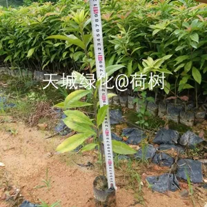 荷树-木荷-荷木树苗