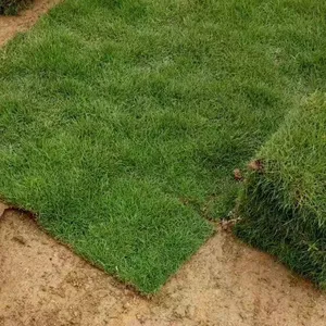 ��������ƺ�� ��Ľ���ƺ ������ɫ�ͺ�����������Ĳ���***�� ����Ǯһƽ��