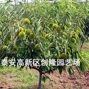 嫁接板栗苗***价格.一公分板栗苗基地***格_