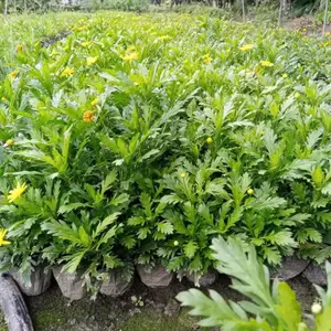 成都木春菊供应 木春菊苗木报价 苗木网木春菊 四川绿化灌木木春菊 名川园艺场供应木春菊
