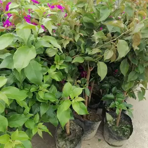 ��������÷���� 50������÷�۸� �컨����÷���� �ϻ�����÷