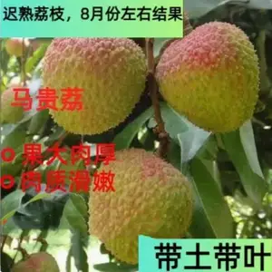 �㶫��������������֦�޽�������º�������������Ե��Ա���
