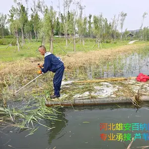 收割青芦苇 夏季收割芦苇 河道收割芦苇 能干水下收割芦苇的好找吗