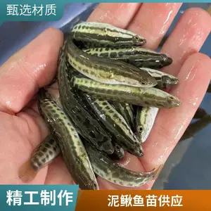 烟台本地黑鱼苗泥鳅鱼苗养殖场自家塘口起苗过数