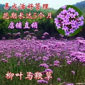 庭院花种子花海绿化工程草籽野花组合种子四季播易种花草波斯菊