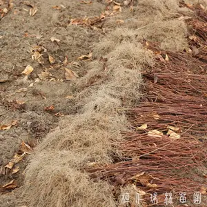 辽五味子苗,五味子树苗批发,一二年生北五味子苗