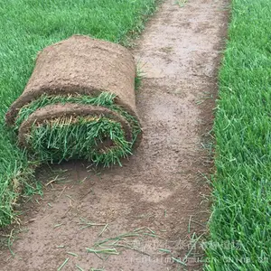 出售河 北 唐 山 草坪特点 混合品种籽 蓝色 麦冬草种子