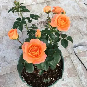 �������¿���״�¼������ļ����� ��֭��̨ ͥԺ�������Դ�������