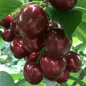 ��ũ ����˹8��ӣ���� ���˴�ӣ������������ֲ�������