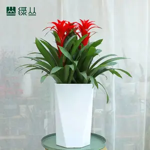 武汉植物租赁鸿运当头会议室布置摆放专用 开业送礼